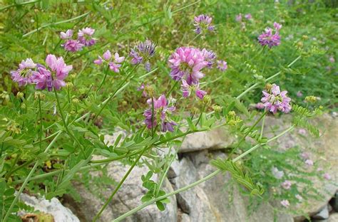 Securigera Varia Purple Crown Vetch Go Botany Purple Crown Flower