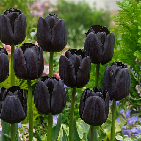 Black Tulip Collection J Parker Dutch Bulbs