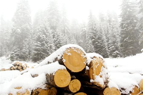 Wood Landscape Stock Photo Image Of Concept Snow Season 16925282