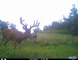 Ohio Outfitters Deer Hunting Photos
