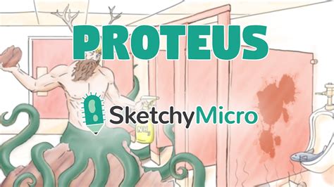 Proteus Hd Sketchymedical Sketchymicro Usmle Step 1 Microbiology