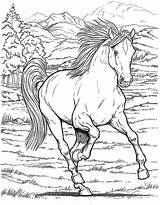 Horse Coloring Herd Printable Getcolorings sketch template