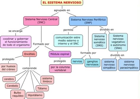 Mapa conceptual del sistema nervioso Guía paso a paso