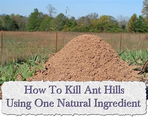 Those in this aggressive ant species respond to attacks by biting and stinging, so they're dangerous to have around. Ants, Natural and Middle on Pinterest