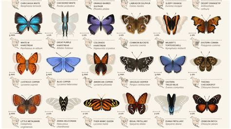 North American Butterfly Chart