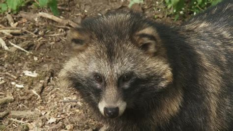 Raccoon Dog Looks Up Towards Camera When Used On Clothing The Fur Of