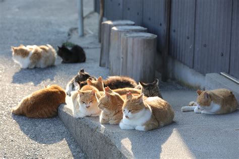 Aoshima A Guide To Visiting The Best Cat Island In Japan