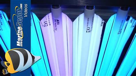T5 Fluorescent Aquarium Light Bulbs Shelly Lighting