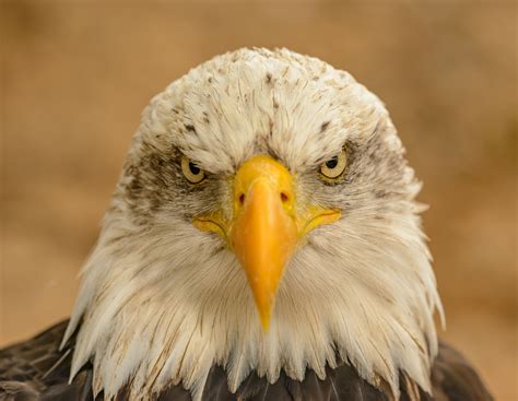 Close Up Photo Of Bald Eagle · Free Stock Photo