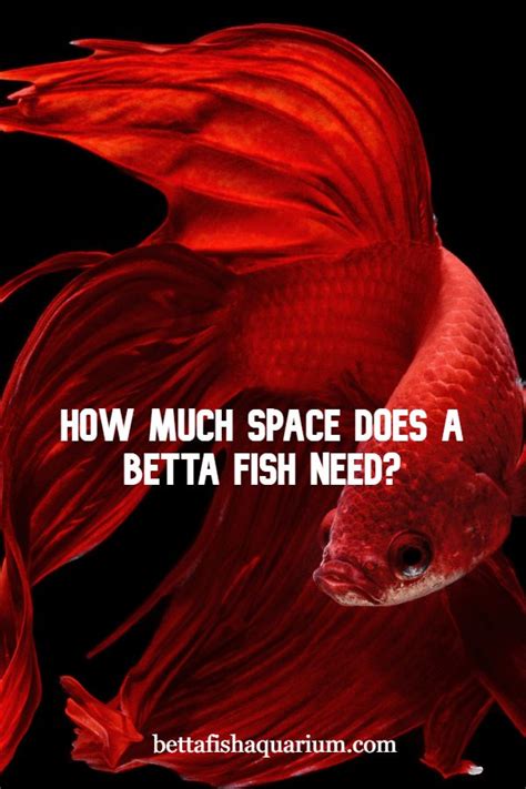 More like a fancy resort in the greek islands than a glass vase on an office. How Much Space Does a Betta Fish Need | Betta fish, Betta ...