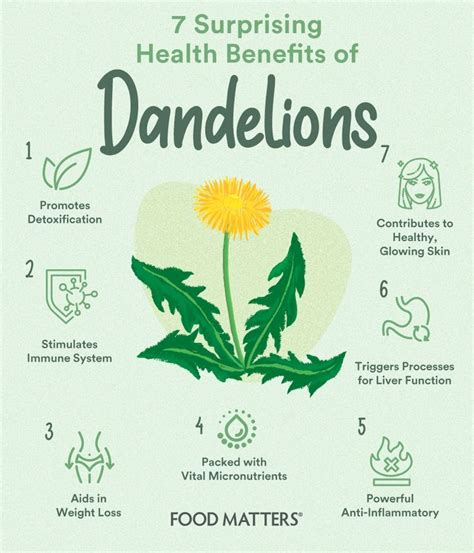 7 Surprising Health Benefits Of Dandelions Dandelion Health Benefits