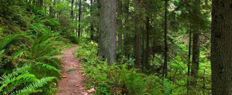 Free photo: The Forest Trails - Forest, Landscape, Trails - Free ...