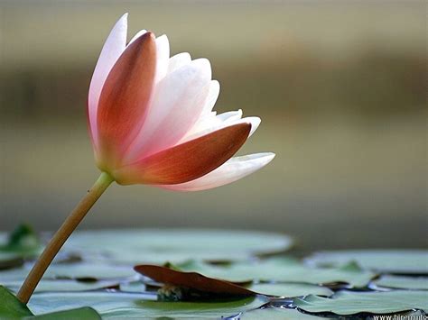 Waterlily Tag Soft Waterlily Pond Pink Flower Wallpaper 3d Download