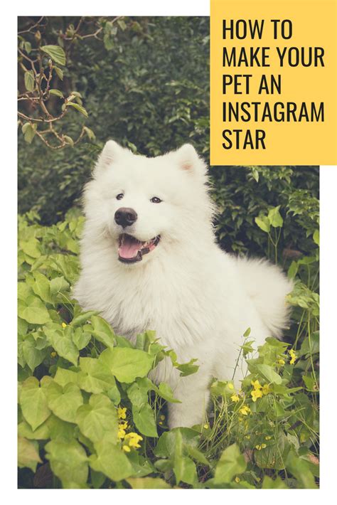 Want To Find Out How To Make Your Pet An Instagram Star 🌟 Subscribe To