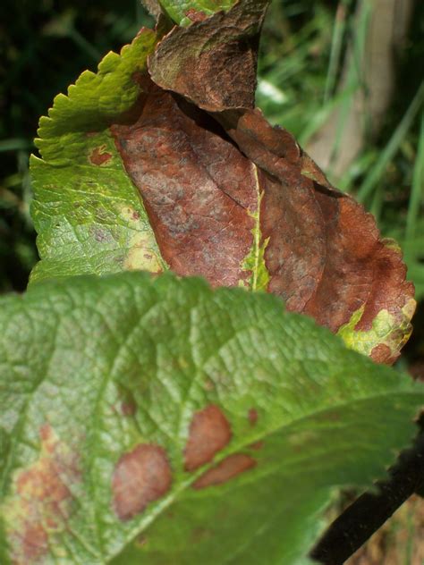 Brown Spots And Curling Brown Leaves On Apple Trees Whats Wrong With