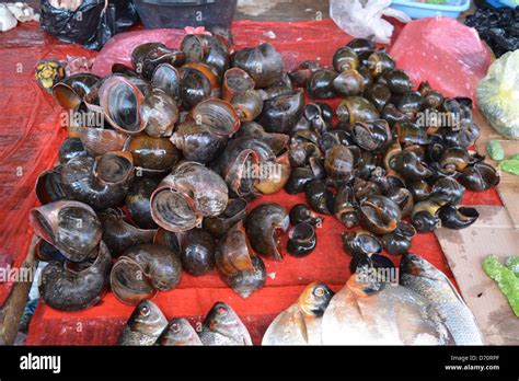 Turtle Meat On Sale In Belen Market Iquitos Peru Stock Photo Alamy