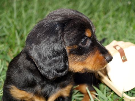 This is a positive way to train them, but remember, you need to have patience. 6 week old - Bonnie - Long haired Black/Tan dachshund ...
