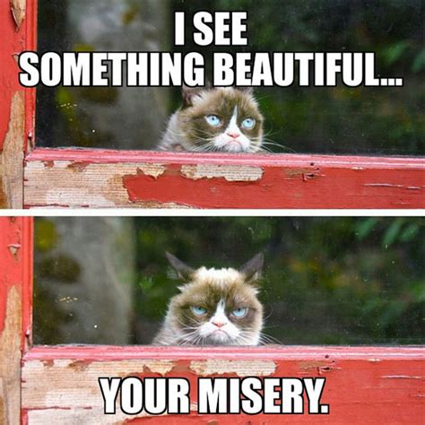 16 Of The Best Grumpy Cat Memes Catster