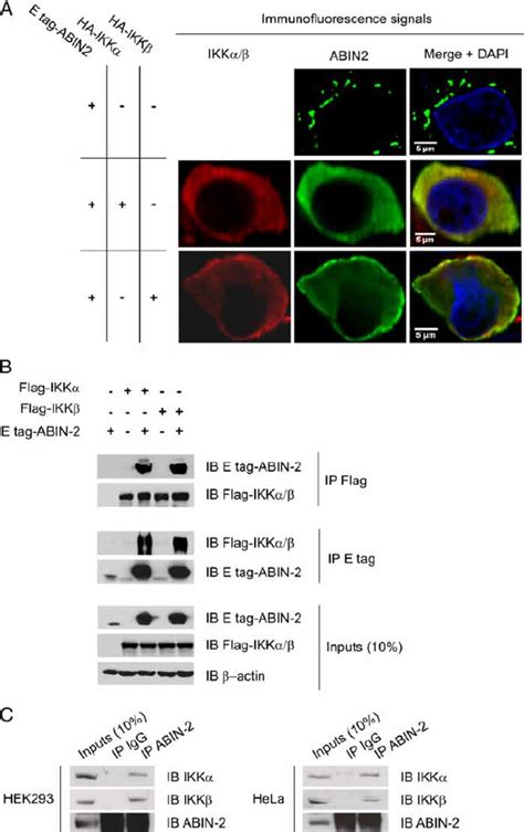 Abin 2 Interacts With Ikk ␣ And Ikk ␤ A Subcellular Relocalization
