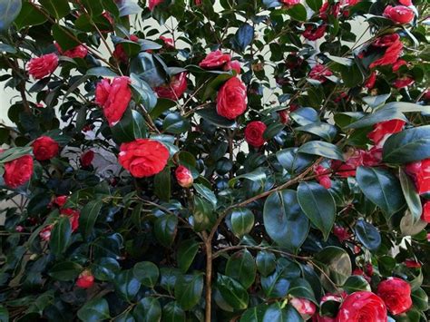 Fiori simili alle rose nome / rosa di zhao (zhao fen) | centro botanico moutan (con. Piante invernali - Piante da Giardino - Caratteristiche ...