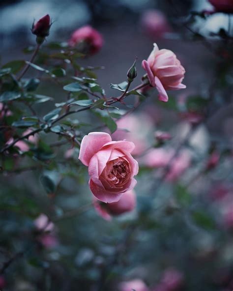 Pin By Rose On Rose Flowers Beautiful Flowers Flowers Photography