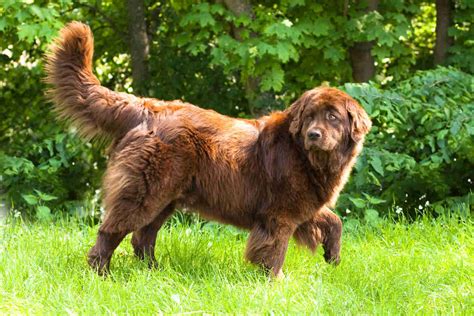 Newfoundland Color With Pictures Black Gray Landseer Irish Spotted