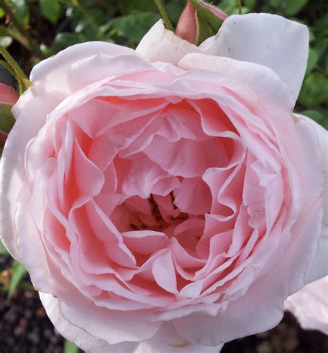 Heritage David Austin Rose Bare Rooted