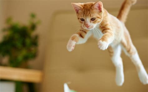 Kitten Jumping Wallpaper Animals Wallpaper Better
