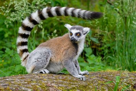 Ring Tailed Lemur Guide Bbc Wildlife Magazine Oppdag Wildlife