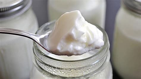How To Make Yogurt Fermented Foods Cooking Demo Cornellcast