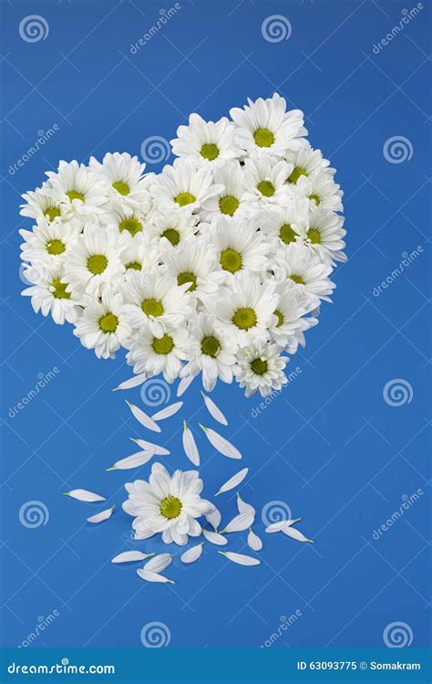 Daisy Flower Love Heart Stock Image Image Of Flowers 63093775