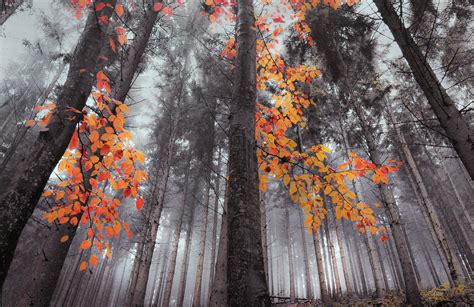 Fall Forest Nature Landscape Trees Mist Orange Wallpapers Hd Desktop And Mobile Backgrounds