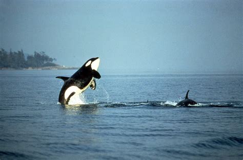Killer Whale Photos A Complete Guide To Whales Dolphins And Porpoises