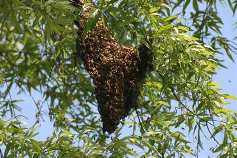 Come Across A Bee Swarm No Need To Panic In The Field