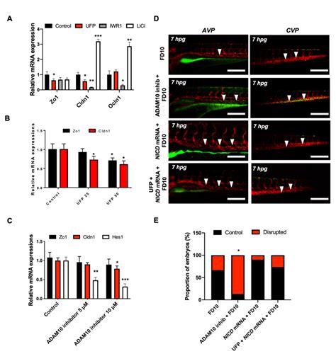 Ufp Exposure Down Regulates Mrna Expressions Of Endothelial Tight