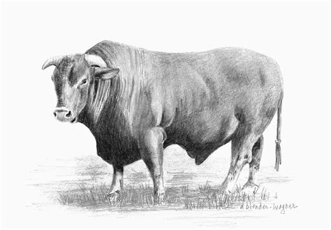 Santa Gertrudis Bull Drawing By Arline Wagner Fine Art America