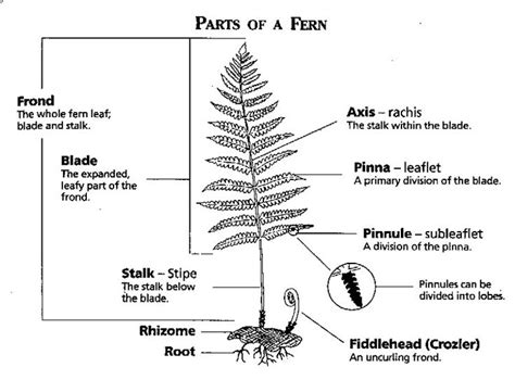 Interesting Facts About Ferns Just Fun Facts Plant Lessons Quotes