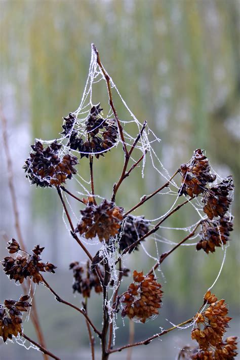 무료 이미지 자연 분기 감기 사진술 아침 잎 서리 봄 생기게 하다 곤충 가을 식물학 겨울 왕국 플로라