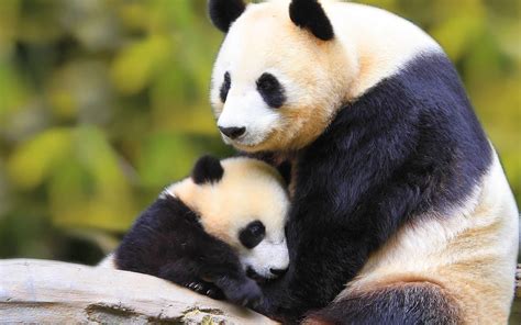 Baby Panda With Mother 1680x1050