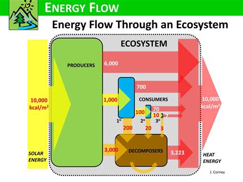 Ppt The Flow Of Energy Through Ecosystems Powerpoint Presentation