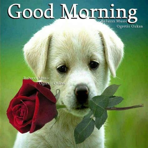 45 Best Good Morning Wishes With Dogs