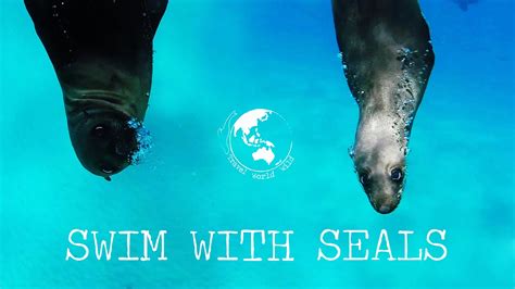 Swim With Seals In Australia Youtube