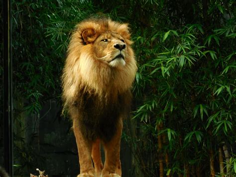 Hd Wallpaper Lion Standing Lion Lion Lion King King Animal