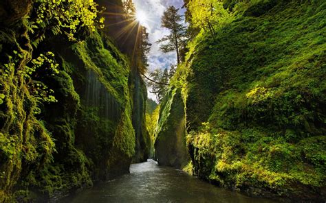4525501 Nature Landscape Moss River Photography Forest