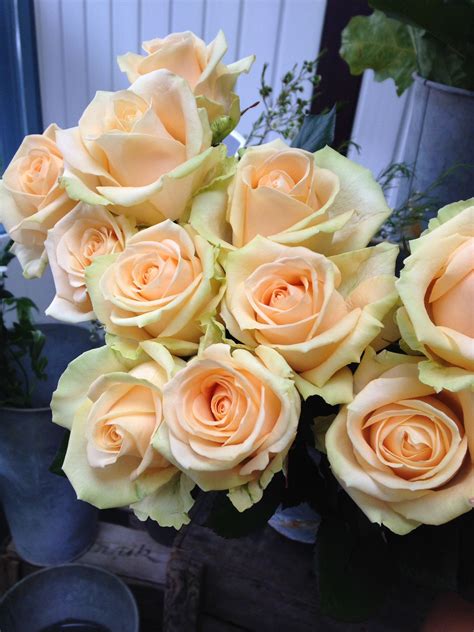 Plumeria (/ p l uː ˈ m ɛ r i ə /) is a genus of flowering plants in the family apocynaceae. Peach Avalanche roses (repin) | Rose varieties, Wedding ...