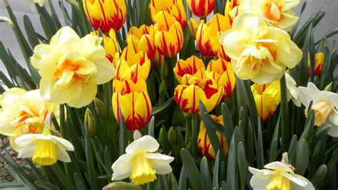 Wallpaper Tulips Flowers Flowerbed Daffodils Spring Hd Picture Image