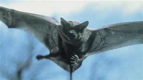 How To Eradicate Bats By Yourself Pest Removal Guide