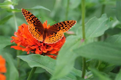 A Great Spangled Fritillary Butterfly Seeks A Meal In A Zinnia Bed