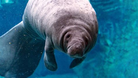 How Do Manatees Protect Themselves Sciencing