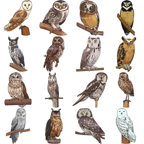 Realistic Owls Cartoon Vector Clipart Friendlystock